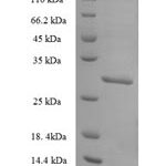 SDS-PAGE separation of QP7712 followed by commassie total protein stain results in a primary band consistent with reported data for Nucleoredoxin-like protein 2. These data demonstrate Greater than 90% as determined by SDS-PAGE.