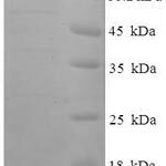 SDS-PAGE separation of QP7713 followed by commassie total protein stain results in a primary band consistent with reported data for Protein FAM160B1. These data demonstrate Greater than 90% as determined by SDS-PAGE.