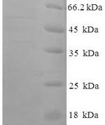 SDS-PAGE separation of QP7713 followed by commassie total protein stain results in a primary band consistent with reported data for Protein FAM160B1. These data demonstrate Greater than 90% as determined by SDS-PAGE.