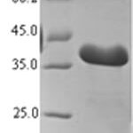 SDS-PAGE separation of QP7714 followed by commassie total protein stain results in a primary band consistent with reported data for Thyroid hormone-inducible hepatic protein. These data demonstrate Greater than 90% as determined by SDS-PAGE.