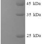 SDS-PAGE separation of QP7715 followed by commassie total protein stain results in a primary band consistent with reported data for Capsid protein. These data demonstrate Greater than 90% as determined by SDS-PAGE.