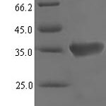 SDS-PAGE separation of QP7718 followed by commassie total protein stain results in a primary band consistent with reported data for Vomeronasal secretory protein 1. These data demonstrate Greater than 90% as determined by SDS-PAGE.