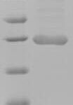 SDS-PAGE separation of QP7719 followed by commassie total protein stain results in a primary band consistent with reported data for Meteorin-like protein. These data demonstrate Greater than 90% as determined by SDS-PAGE.