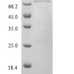 SDS-PAGE separation of QP7720 followed by commassie total protein stain results in a primary band consistent with reported data for Cytochrome P450 3A13. These data demonstrate Greater than 90% as determined by SDS-PAGE.