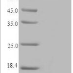 SDS-PAGE separation of QP7721 followed by commassie total protein stain results in a primary band consistent with reported data for Cytochrome P450 1B1. These data demonstrate Greater than 90% as determined by SDS-PAGE.