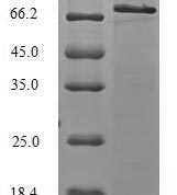 SDS-PAGE separation of QP7725 followed by commassie total protein stain results in a primary band consistent with reported data for E3 ubiquitin-protein ligase TRIM21. These data demonstrate Greater than 90% as determined by SDS-PAGE.