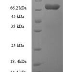 SDS-PAGE separation of QP7727 followed by commassie total protein stain results in a primary band consistent with reported data for Autophagy-related protein 16-1. These data demonstrate Greater than 90% as determined by SDS-PAGE.