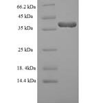 SDS-PAGE separation of QP7728 followed by commassie total protein stain results in a primary band consistent with reported data for DUSP13