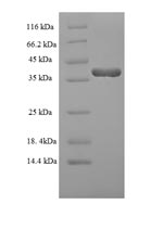 SDS-PAGE separation of QP7728 followed by commassie total protein stain results in a primary band consistent with reported data for DUSP13