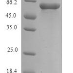 SDS-PAGE separation of QP7730 followed by commassie total protein stain results in a primary band consistent with reported data for Protein FAM46C. These data demonstrate Greater than 90% as determined by SDS-PAGE.