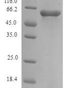 SDS-PAGE separation of QP7730 followed by commassie total protein stain results in a primary band consistent with reported data for Protein FAM46C. These data demonstrate Greater than 90% as determined by SDS-PAGE.