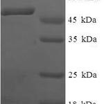 SDS-PAGE separation of QP7733 followed by commassie total protein stain results in a primary band consistent with reported data for Anamorsin. These data demonstrate Greater than 90% as determined by SDS-PAGE.