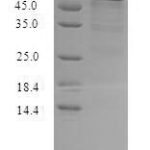 SDS-PAGE separation of QP7736 followed by commassie total protein stain results in a primary band consistent with reported data for Gamma-hemolysin component C. These data demonstrate Greater than 80% as determined by SDS-PAGE.