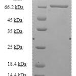 SDS-PAGE separation of QP7739 followed by commassie total protein stain results in a primary band consistent with reported data for Kynurenine--oxoglutarate transaminase 3. These data demonstrate Greater than 90% as determined by SDS-PAGE.