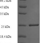 SDS-PAGE separation of QP7744 followed by commassie total protein stain results in a primary band consistent with reported data for Vasohibin-1. These data demonstrate Greater than 90% as determined by SDS-PAGE.