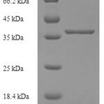 SDS-PAGE separation of QP7748 followed by commassie total protein stain results in a primary band consistent with reported data for Lysozyme-like protein 1. These data demonstrate Greater than 90% as determined by SDS-PAGE.