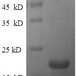 SDS-PAGE separation of QP7752 followed by commassie total protein stain results in a primary band consistent with reported data for Beta-defensin 14. These data demonstrate Greater than 90% as determined by SDS-PAGE.