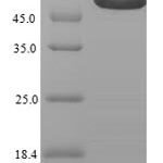 SDS-PAGE separation of QP7754 followed by commassie total protein stain results in a primary band consistent with reported data for GDNF family receptor alpha-like. These data demonstrate Greater than 90% as determined by SDS-PAGE.