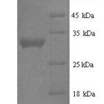 SDS-PAGE separation of QP7755 followed by commassie total protein stain results in a primary band consistent with reported data for Protein delta homolog 2. These data demonstrate Greater than 90% as determined by SDS-PAGE.