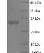 SDS-PAGE separation of QP7755 followed by commassie total protein stain results in a primary band consistent with reported data for Protein delta homolog 2. These data demonstrate Greater than 90% as determined by SDS-PAGE.