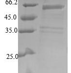 SDS-PAGE separation of QP7761 followed by commassie total protein stain results in a primary band consistent with reported data for COP9 signalosome complex subunit 2. These data demonstrate Greater than 90% as determined by SDS-PAGE.