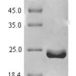 SDS-PAGE separation of QP7766 followed by commassie total protein stain results in a primary band consistent with reported data for Ragulator complex protein LAMTOR1. These data demonstrate Greater than 90% as determined by SDS-PAGE.