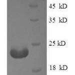 SDS-PAGE separation of QP7768 followed by commassie total protein stain results in a primary band consistent with reported data for Angiopoietin-like protein 8. These data demonstrate Greater than 90% as determined by SDS-PAGE.