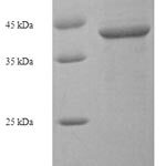 SDS-PAGE separation of QP7774 followed by commassie total protein stain results in a primary band consistent with reported data for Sialic acid-binding Ig-like lectin 15. These data demonstrate Greater than 90% as determined by SDS-PAGE.