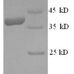 SDS-PAGE separation of QP7780 followed by commassie total protein stain results in a primary band consistent with reported data for Ly6 / PLAUR domain-containing protein 6. These data demonstrate Greater than 90% as determined by SDS-PAGE.