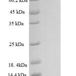 SDS-PAGE separation of QP7782 followed by commassie total protein stain results in a primary band consistent with reported data for NET1. These data demonstrate Greater than 90% as determined by SDS-PAGE.