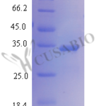 SDS-PAGE separation of QP7784 followed by commassie total protein stain results in a primary band consistent with reported data for Vasohibin-2. These data demonstrate Greater than 80% as determined by SDS-PAGE.