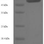 SDS-PAGE separation of QP7785 followed by commassie total protein stain results in a primary band consistent with reported data for Src kinase-associated phosphoprotein 1. These data demonstrate Greater than 90% as determined by SDS-PAGE.