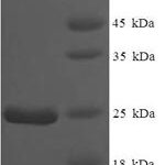 SDS-PAGE separation of QP7786 followed by commassie total protein stain results in a primary band consistent with reported data for Nmes1. These data demonstrate Greater than 90% as determined by SDS-PAGE.