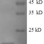 SDS-PAGE separation of QP7787 followed by commassie total protein stain results in a primary band consistent with reported data for Single-stranded DNA-binding protein. These data demonstrate Greater than 95.4% as determined by SDS-PAGE.