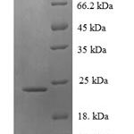 SDS-PAGE separation of QP7788 followed by commassie total protein stain results in a primary band consistent with reported data for LTB / TNFSF3 / Lymphotoxin beta. These data demonstrate Greater than 90% as determined by SDS-PAGE.