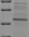 SDS-PAGE separation of QP7789 followed by commassie total protein stain results in a primary band consistent with reported data for S100A15 / S100A7A. These data demonstrate Greater than 90% as determined by SDS-PAGE.