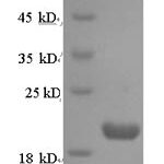 SDS-PAGE separation of QP7790 followed by commassie total protein stain results in a primary band consistent with reported data for Protein prune homolog. These data demonstrate Greater than 90% as determined by SDS-PAGE.