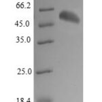 SDS-PAGE separation of QP7794 followed by commassie total protein stain results in a primary band consistent with reported data for BPHL. These data demonstrate Greater than 90% as determined by SDS-PAGE.