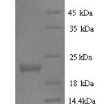 SDS-PAGE separation of QP7798 followed by commassie total protein stain results in a primary band consistent with reported data for Interferon epsilon. These data demonstrate Greater than 90% as determined by SDS-PAGE.