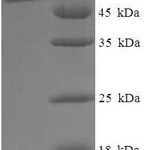 SDS-PAGE separation of QP7799 followed by commassie total protein stain results in a primary band consistent with reported data for Vacuolar fusion protein MON1 homolog A. These data demonstrate Greater than 90% as determined by SDS-PAGE.