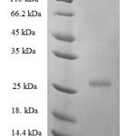 SDS-PAGE separation of QP7803 followed by commassie total protein stain results in a primary band consistent with reported data for Interferon epsilon. These data demonstrate Greater than 80% as determined by SDS-PAGE.