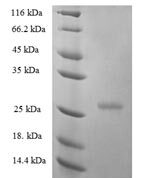 SDS-PAGE separation of QP7803 followed by commassie total protein stain results in a primary band consistent with reported data for Interferon epsilon. These data demonstrate Greater than 80% as determined by SDS-PAGE.