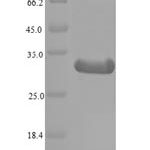 SDS-PAGE separation of QP7805 followed by commassie total protein stain results in a primary band consistent with reported data for Histone deacetylase complex subunit SAP130. These data demonstrate Greater than 90% as determined by SDS-PAGE.