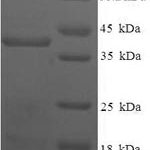 SDS-PAGE separation of QP7806 followed by commassie total protein stain results in a primary band consistent with reported data for Homeobox protein TGIF2LX. These data demonstrate Greater than 90% as determined by SDS-PAGE.