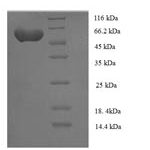 SDS-PAGE separation of QP7811 followed by commassie total protein stain results in a primary band consistent with reported data for Serine / threonine-protein kinase NIM1. These data demonstrate Greater than 90% as determined by SDS-PAGE.