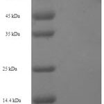 SDS-PAGE separation of QP7817 followed by commassie total protein stain results in a primary band consistent with reported data for Hmgcs1