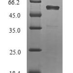 SDS-PAGE separation of QP7827 followed by commassie total protein stain results in a primary band consistent with reported data for FANK1. These data demonstrate Greater than 90% as determined by SDS-PAGE.