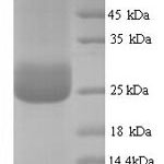 SDS-PAGE separation of QP7829 followed by commassie total protein stain results in a primary band consistent with reported data for CD300LF / LMIR3. These data demonstrate Greater than 90% as determined by SDS-PAGE.