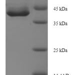 SDS-PAGE separation of QP7830 followed by commassie total protein stain results in a primary band consistent with reported data for Apoptosis-enhancing nuclease. These data demonstrate Greater than 90% as determined by SDS-PAGE.