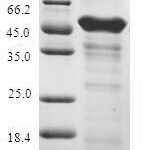 SDS-PAGE separation of QP7831 followed by commassie total protein stain results in a primary band consistent with reported data for ABHD5. These data demonstrate Greater than 90% as determined by SDS-PAGE.